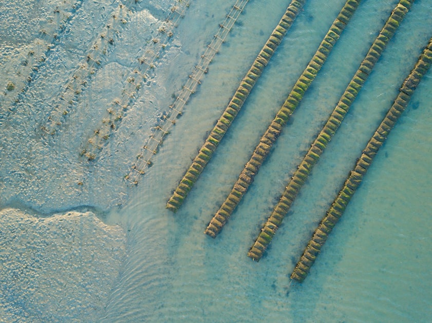 Biodiversité côtière : un trésor à protéger